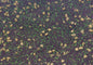 Plague Lands Army Dip Pot Miniature Basing material
