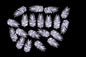 Palm fronds set 3D Printed Miniature Basing Scatter