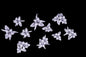 Hibiscus Flower set 3D Printed Miniature Basing Scatter