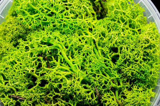 Lush Hedge Basing material