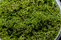 Green Hedge Basing material