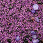 Chaotic Desires Miniature Basing material
